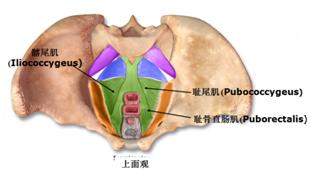 漂亮妈妈也有小尴尬–关爱女性，呵护盆底