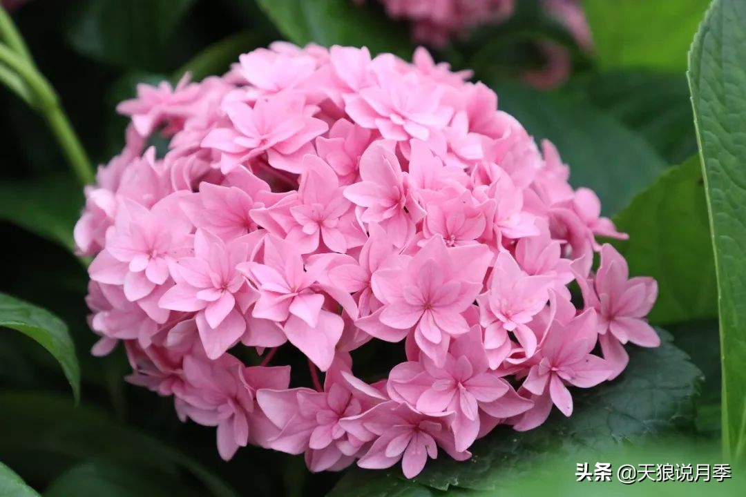 绣球季家里不缺花，全场8折迎初夏