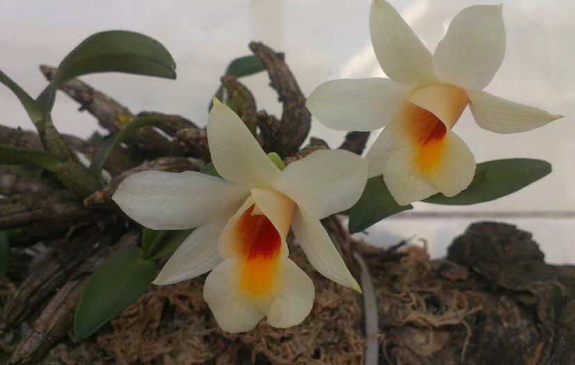 翅萼石斛开花后还会开花吗,石斛开花之后第二年能开花吗