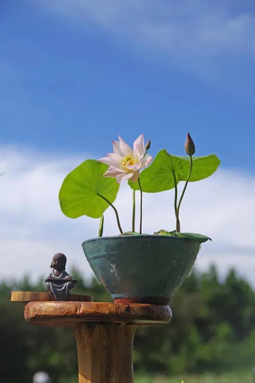 微型丰花碗莲有什么品种,微型碗莲适合种什么花