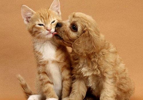 怀孕期间狗狗需要注意什么,狗狗怀孕注意事项和禁忌