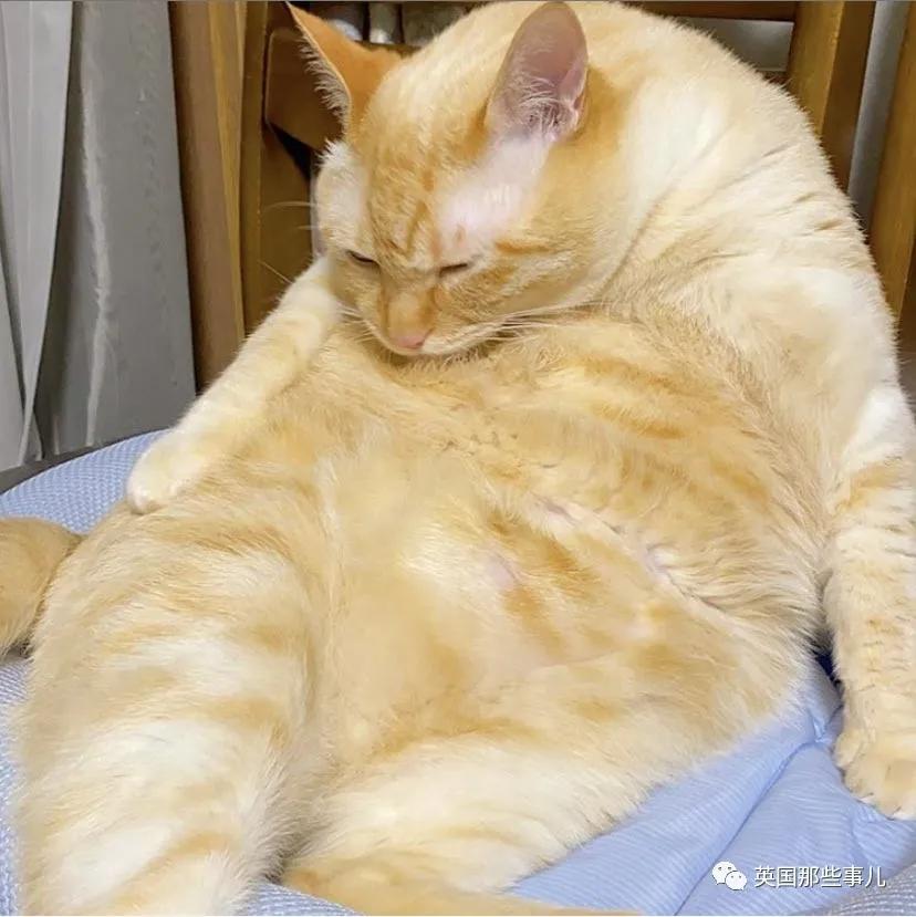 养暹罗等于养好几种猫,重庆暹罗猫变黑了还能白回来吗