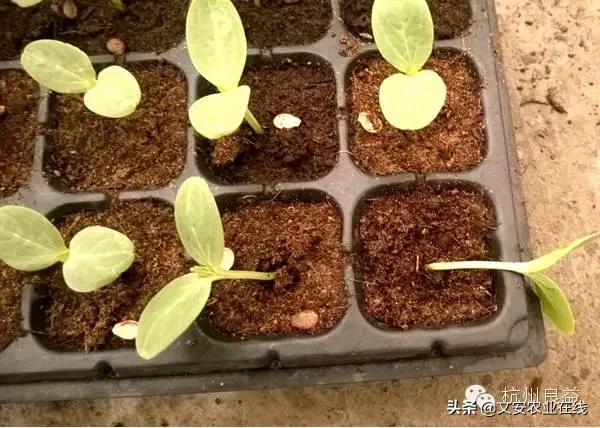 西瓜病虫害防治方法,盆栽西瓜怎么预防虫害