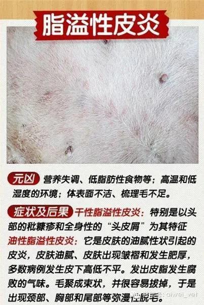 狗狗皮肤病去宠物医院如何防坑,狗狗的皮肤病用什么药好得快