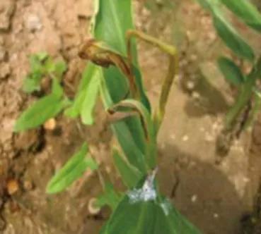 大姜病虫害都用什么药,潍坊大姜病虫害的防治