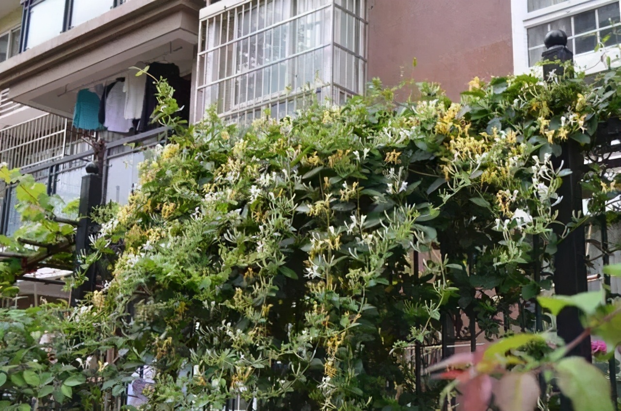 院子里可以种的爬藤花卉都有什么,10种爬藤花卉