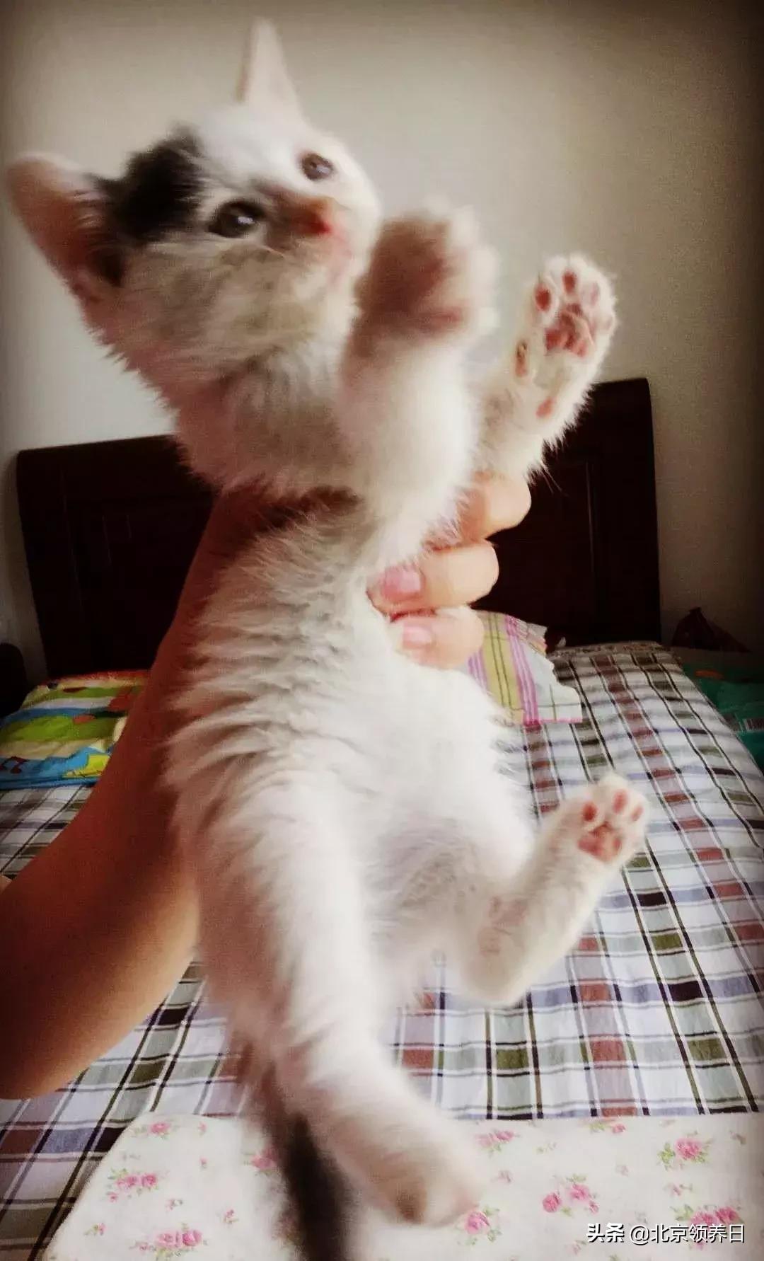 喵星人第二季,喵星人第2季免费观看