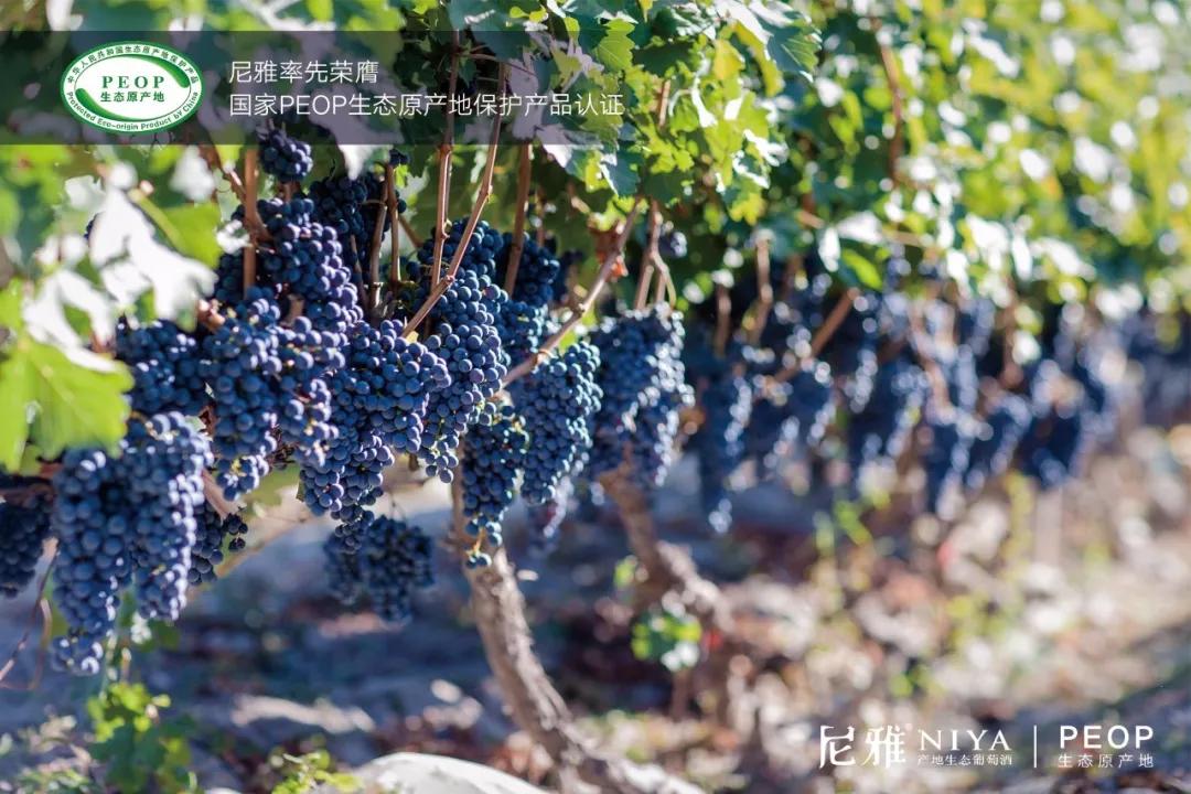 尼雅“云”发战略新品:亮出生态与文化两大IP,“钱”景吸睛