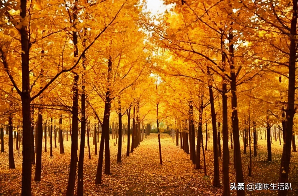 从物种起源到生物多样性,从起源到分类