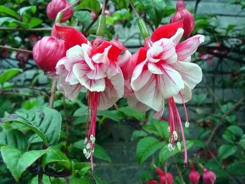 惊艳倒挂金钟,惊艳倒挂金钟图片