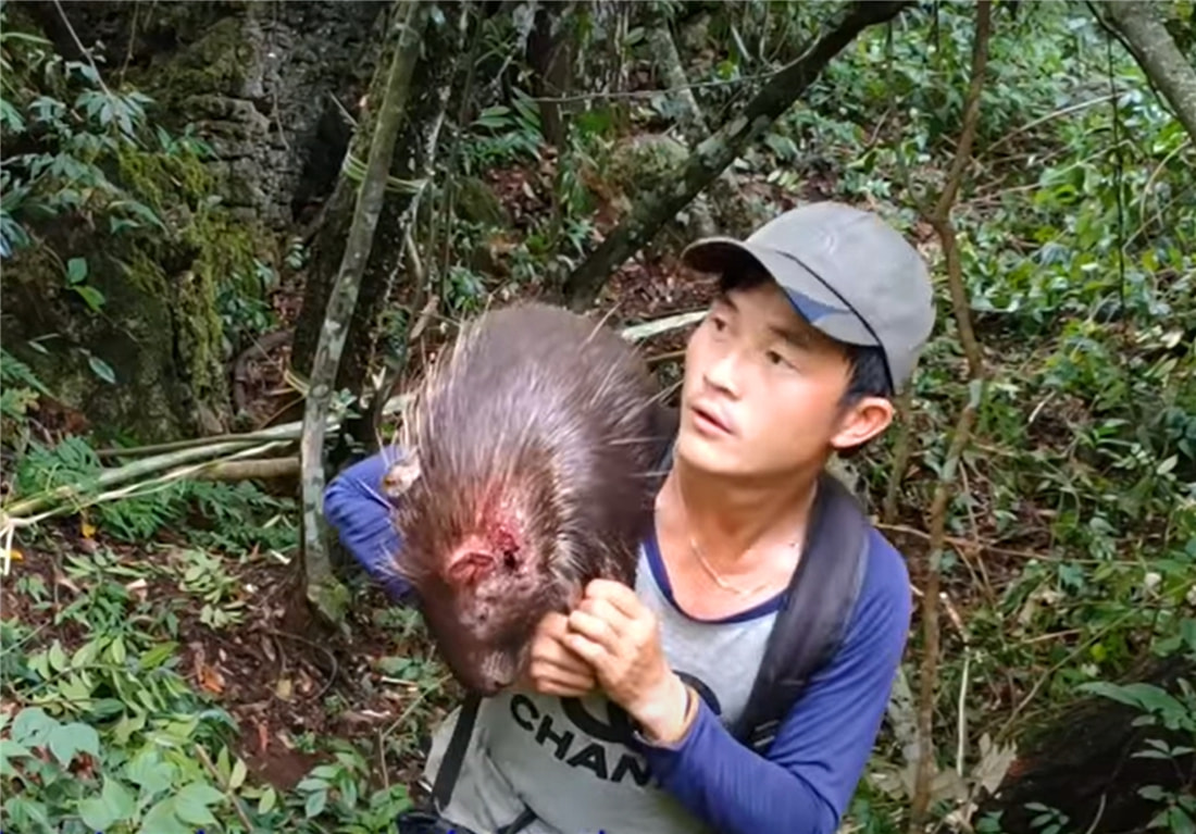 小伙太狠心!制作了一把3米长的弓弩,射中一只30斤的豪猪