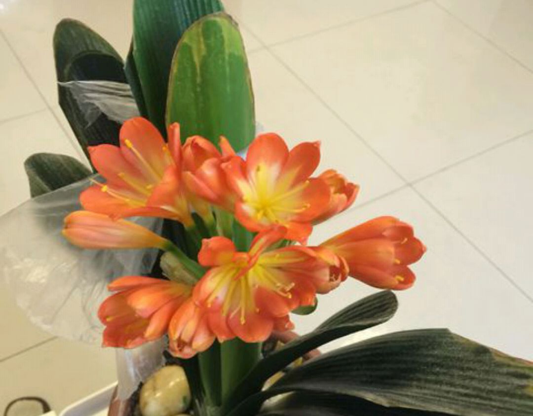 君子兰授粉后怎样判断授粉成功,君子兰是自然授粉还是人工授粉