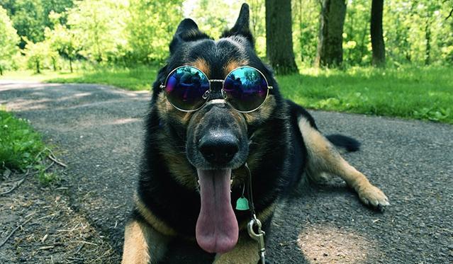 最受欢迎的十种狗狗排名,全世界最受欢迎的十种狗狗