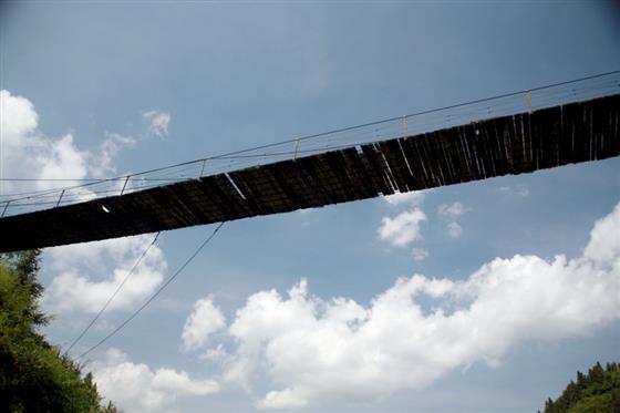 黄山的金凤凰,山沟里的金凤凰湖北