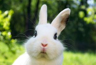 天啦撸！为了养宠，日本人每年要花费“巨额”！钱包在哭泣