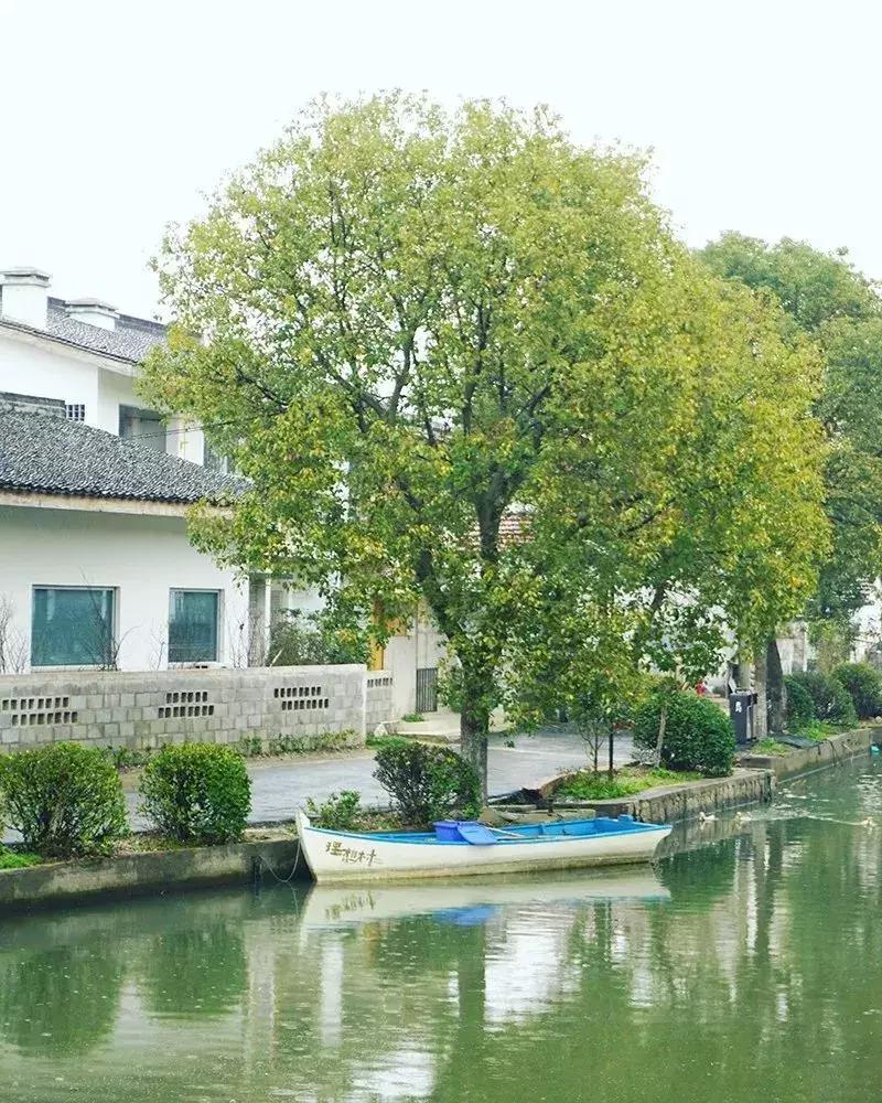 去上海必去的民宿,上海树林民宿推荐