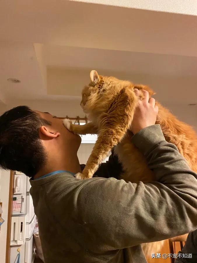 岛国妹子养的超萌小奶猫,几个月后变成巨兽了