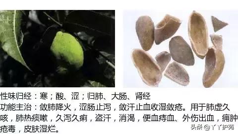 农村身边的中草药主治与功效,中草药全图谱与功效