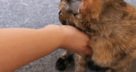 二十多岁进宫，在紫禁城中撸猫8年，她揭开了不为人知的故宫往事