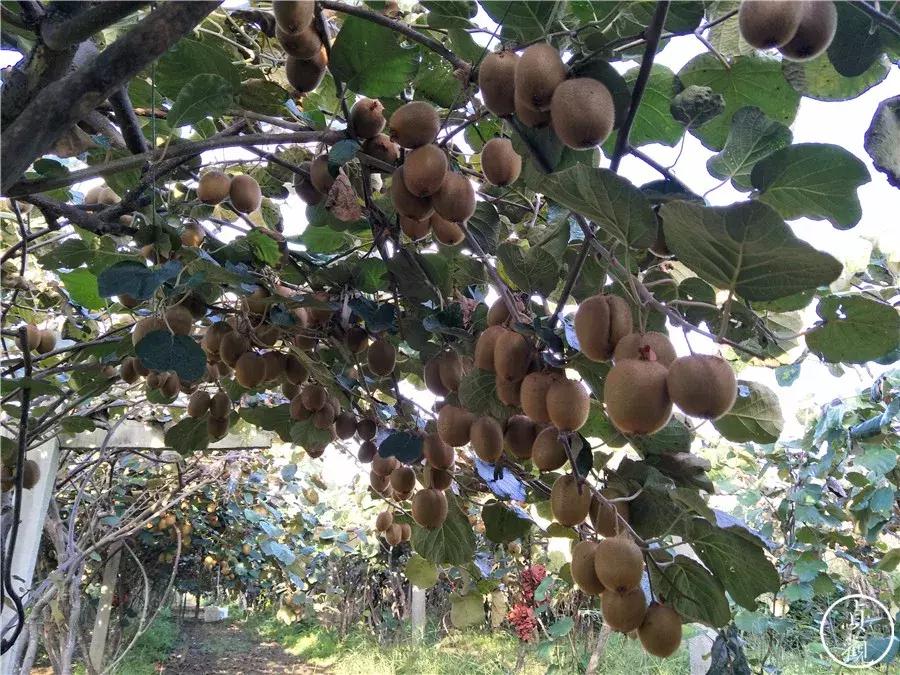 陕西周至猕猴桃哪家好,周至县猕猴桃和眉县猕猴桃