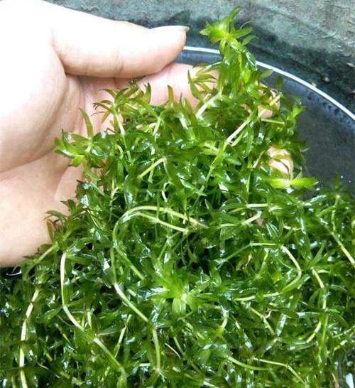 小龙虾夹断的伊乐藻照样生长,小龙虾夹伊乐藻是缺什么吗