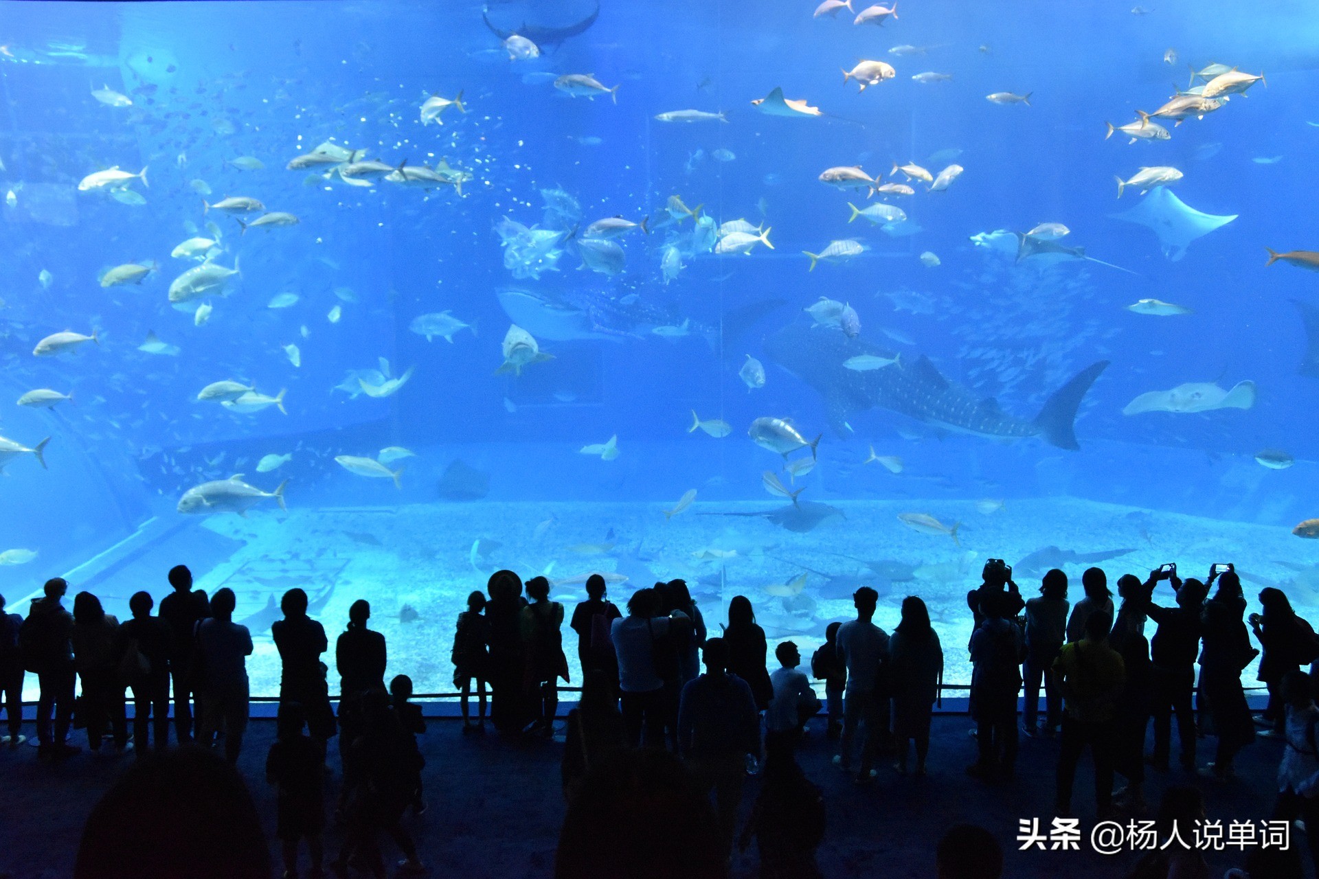 旅游怎么说更高级,旅游怎么说比较合适