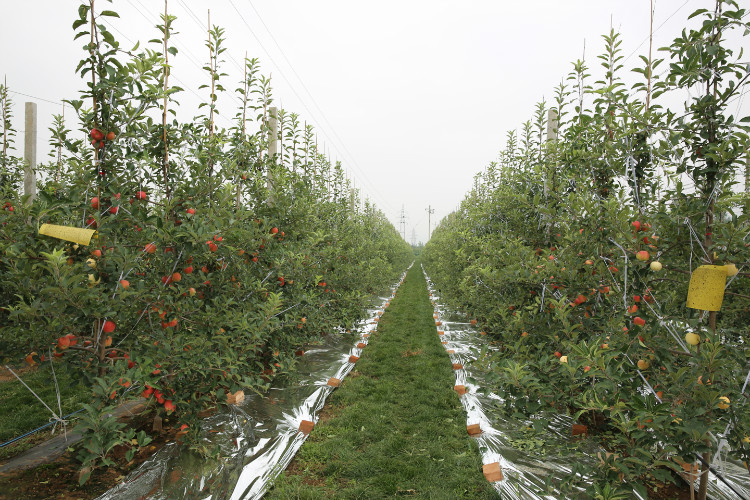 果树接枝生根的营养肥怎样配制,果树嫁接愈合剂能促进成活率吗