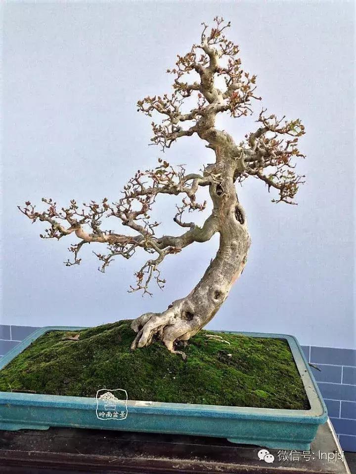 苍劲古朴挺拔有力的老桩盆景欣赏,老态龙钟盆景作品欣赏