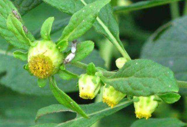 农村常见野草名称及作用,农村常见野草100块一斤