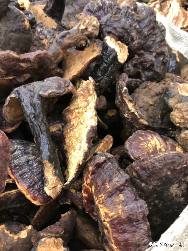 野生赤灵芝直播间,野生赤灵芝怎么吃