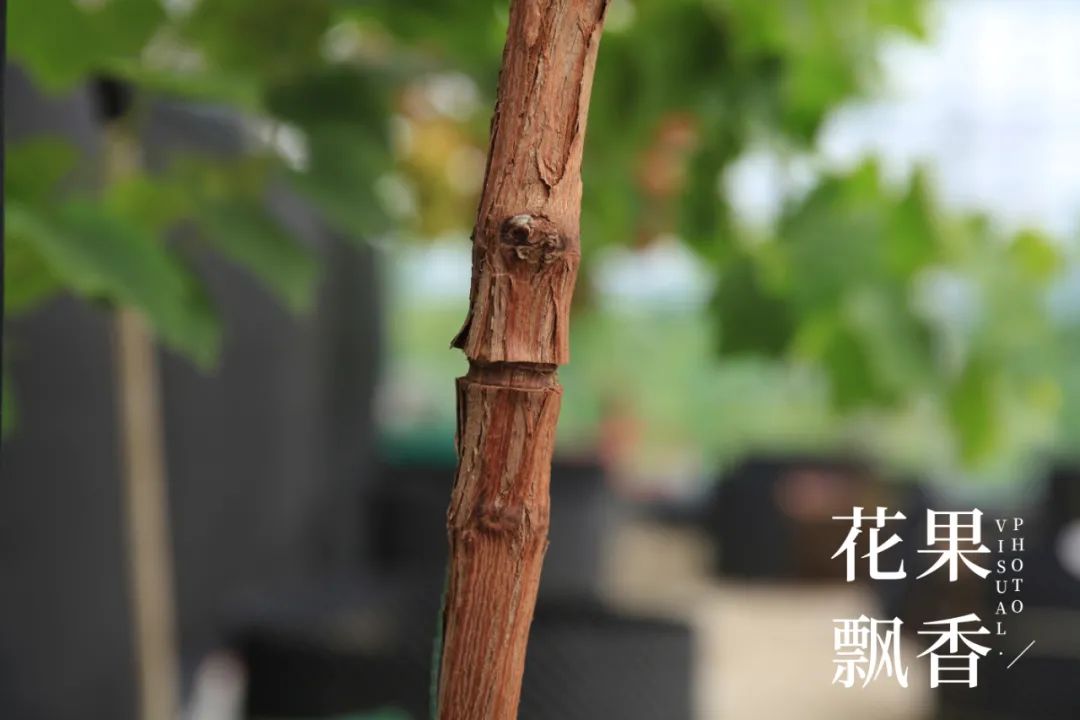 红的发黑的葡萄叫什么,25个早熟新品种葡萄解析