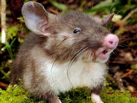 除了大象以外谁的鼻子长,除了大象鼻子长还有谁的鼻子长