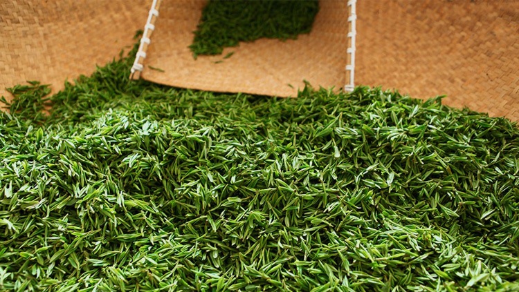 乌龙茶为什么有铁观音的香味,铁观音茶叶有草腥味