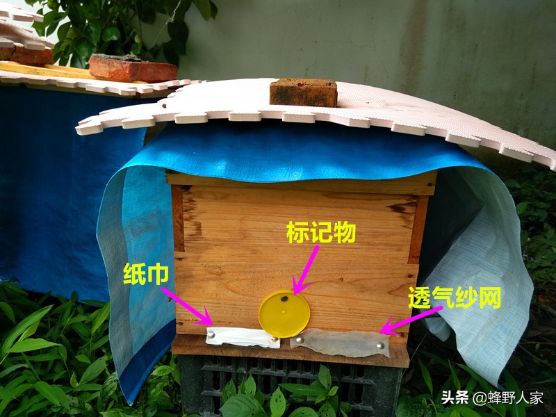 人工如何原地分蜜蜂,如何快速诱来分蜂群