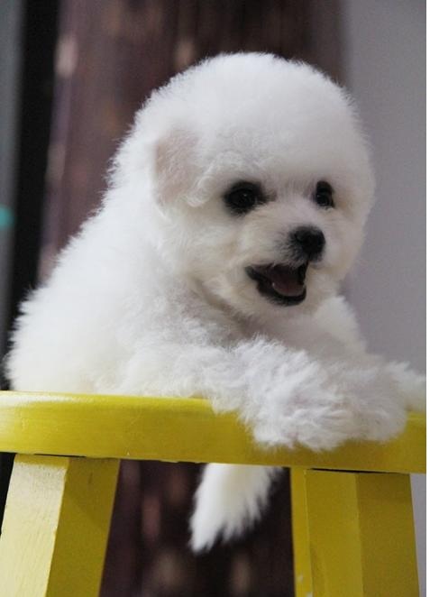 比熊以前没泪痕现在有怎么回事,比熊泪痕严重怎么解决