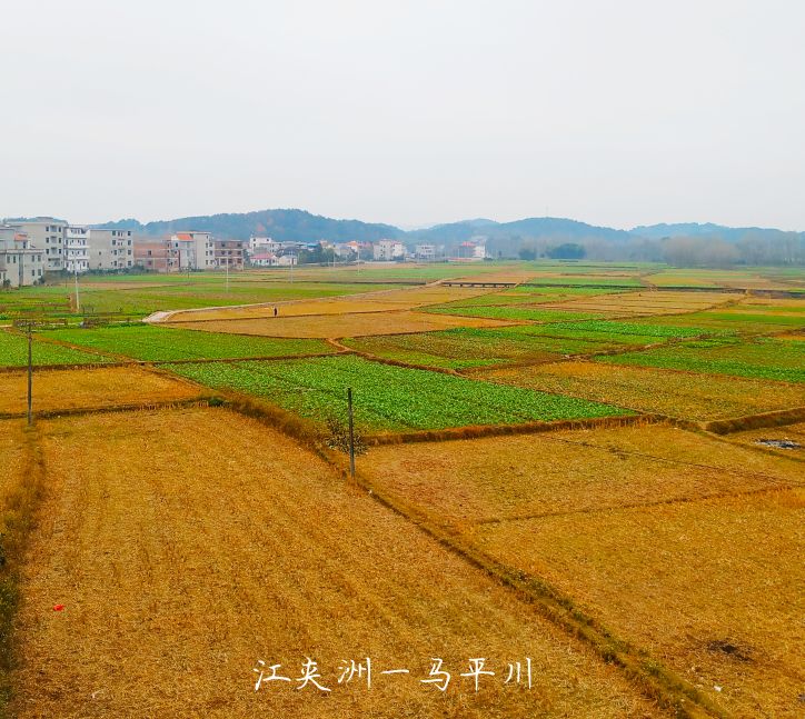 乐山小吃美食萝卜,特色小吃萝卜