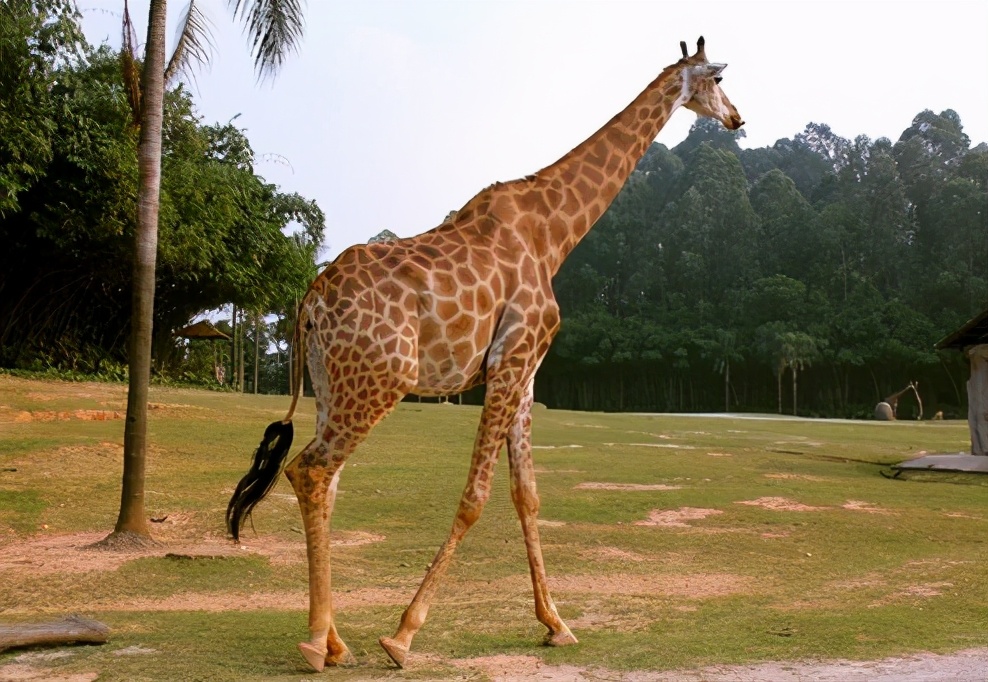 世界上最奇葩的高跟鞋设计,高跟鞋奇葩设计