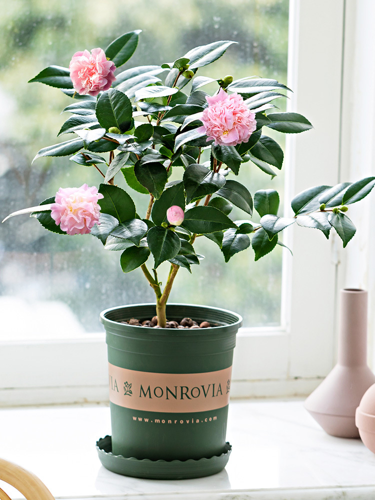 人养花一时养人一生,人养花同时花也养人