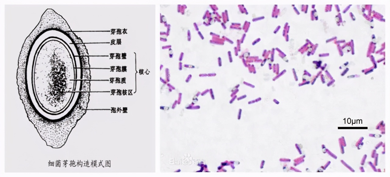 芽孢杆菌使用禁忌百菌清,正确认识硝化细菌