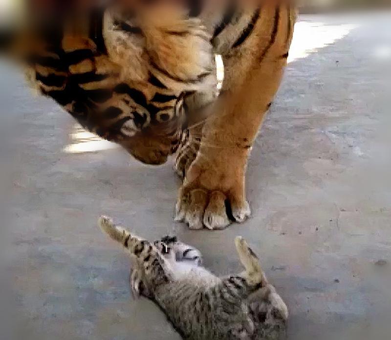 为激发老虎野性饲养员喂活牛,饲养员想激发小老虎