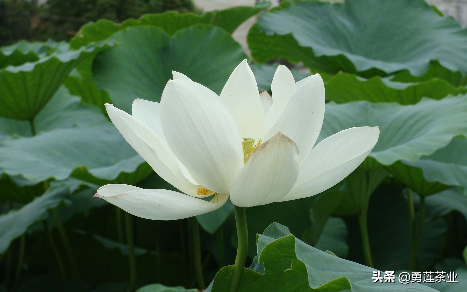 古今贤文劝学篇朗读,古今贤文增广贤文全文解读