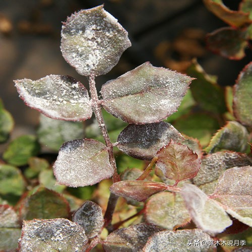 月季病害通用药,月季病害的必备药物