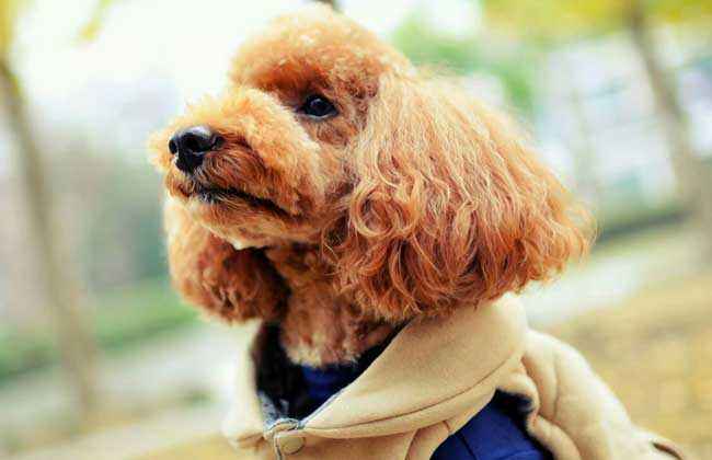 泰迪这些行为其实是在暗示:它生病了