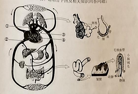 初中生物学业水平考试电子版,初中生物学业水平考试质量分析