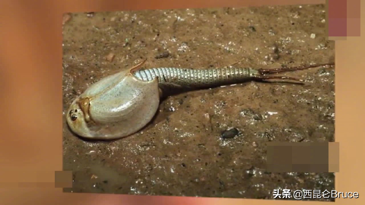 为什么会出现在江苏？2亿年前的仙女虾，到底有什么价值呢