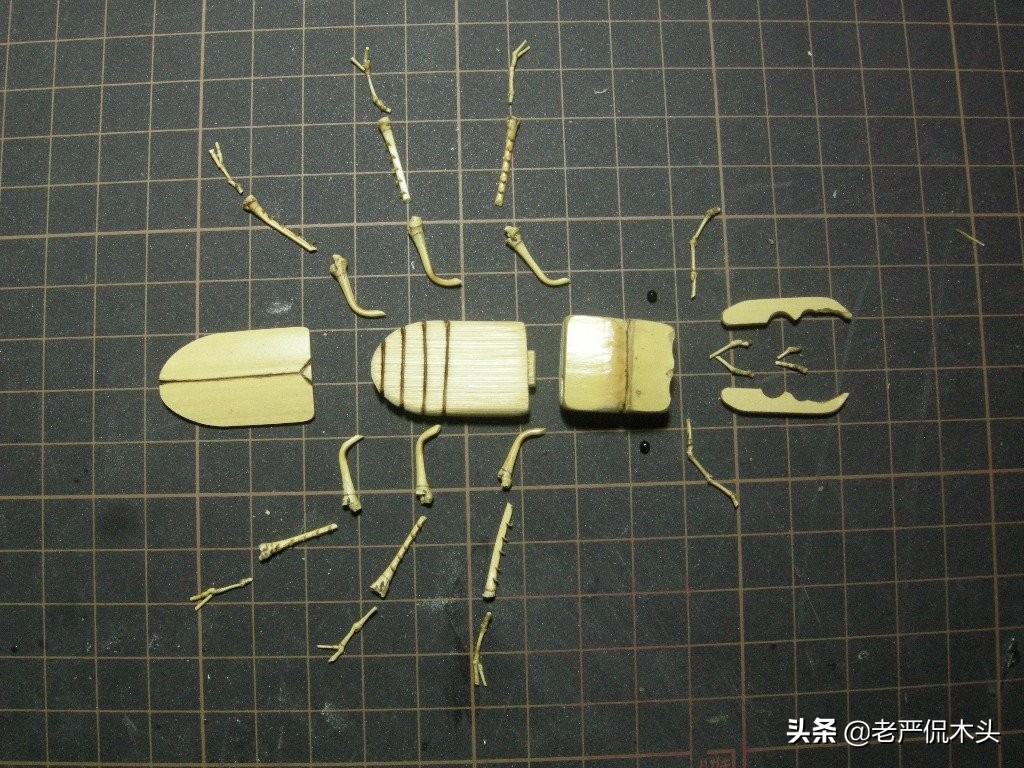 昆虫标本树脂竹节虫,昆虫标本制作竹节虫