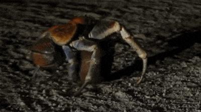 最大的陆生蟹椰子蟹,陆生寄居蟹会爬树吗