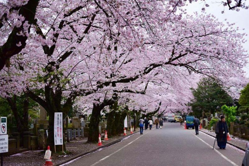【日本樱花2019】东京美食攻略邻近赏樱景点|10间餐厅推介(上)
