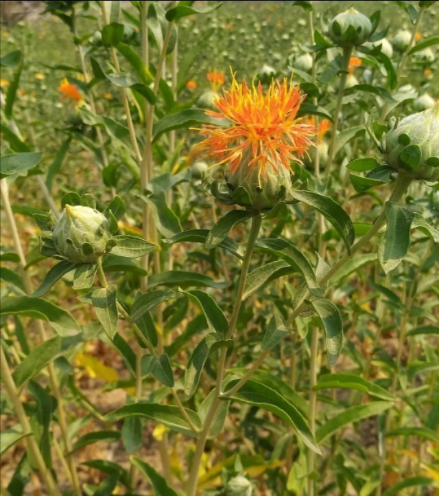 红花能榨油吗,红花种子可榨油