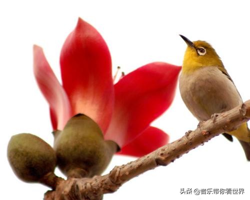 中国各城市市花图片简介,各个城市的市花有哪些